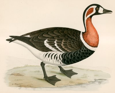 Vörös mellű liba alkotó: Beverley R. Morris