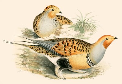 Sand Grouse alkotó: Beverley R. Morris