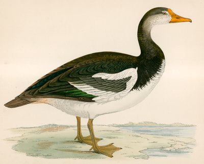 Szárnyas lúd alkotó: Beverley R. Morris
