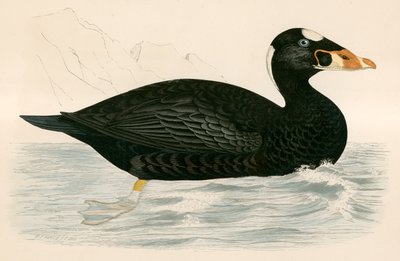 Persze Scooter alkotó: Beverley R. Morris