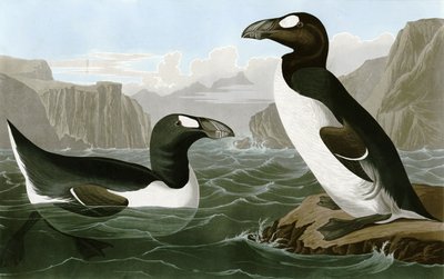 Nagy Auk alkotó: Bird Artist of America. John James Audubon