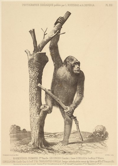 [Gorilla] alkotó: Bisson Frères