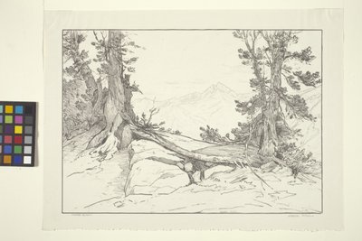Sierra Pines (tinta papíron) alkotó: Bolton Coit Brown