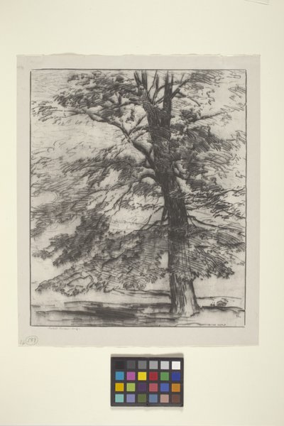 Sugar Maple (tinta papíron) alkotó: Bolton Coit Brown