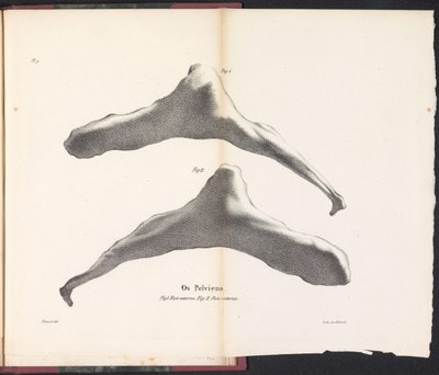 A bálna csípőcsontja, 1827 Os Pelviens (cím az objektumon) alkotó: Bossuet