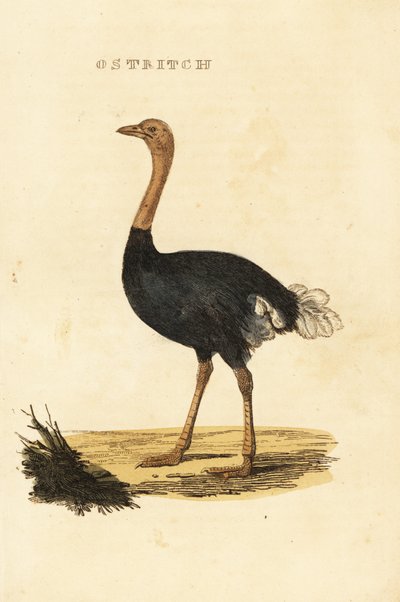 Közönséges strucc, Struthio camelus alkotó: British School