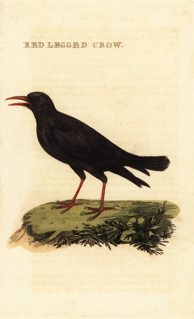 Vöröscsőrű köhögés, Pyrrhocorax pyrrhocorax alkotó: British School