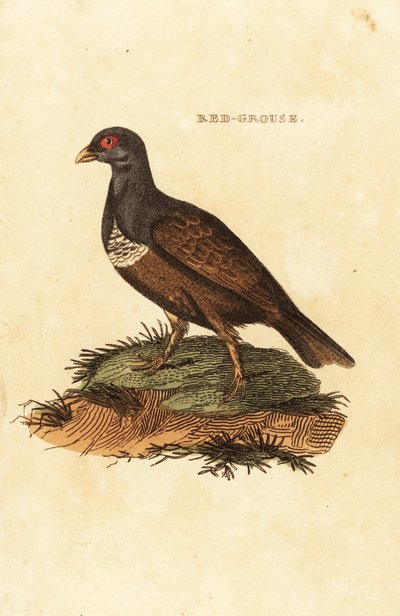 Vörös fajd, Lagopus lagopus scotica alkotó: British School