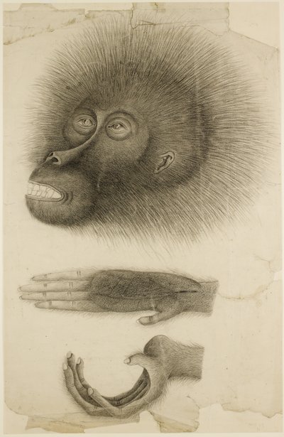 Egy orangután feje és kezei, 1818-30 körül (ceruza és akvarell papíron) alkotó: British School