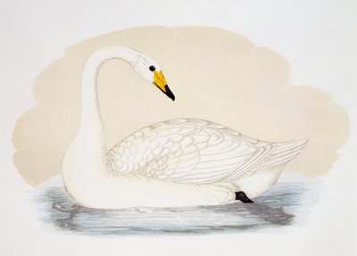 Vadhattyú (Cygnus cygnus), metszet, Egyesült Királyság alkotó: British School