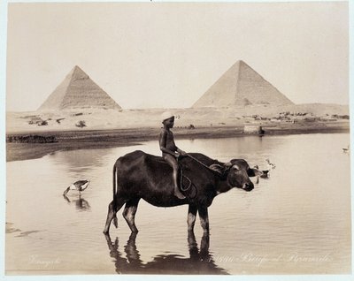 Egy gyermek és egy ökör egy víztömegben Chephren (Khephren) és Kheops (Cheops, Keops, Khoufu, Khufu) a Guizeh (Guiseh, Giza, Giza) piramisok lábánál - a Freres Zangali fényképe, 19. vége század alkotó: Brothers Zangaki
