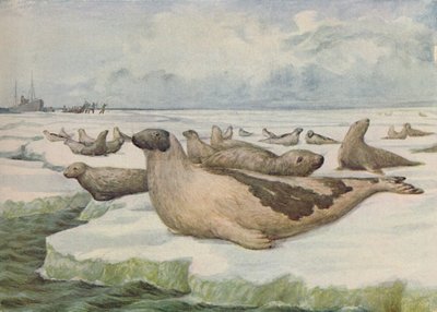 „Fókavadászat, Új-Fundland”, 1916 alkotó: C.G Lowther