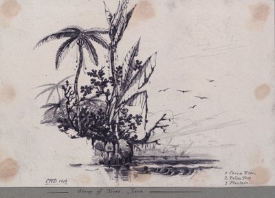 Fák csoportja.... Java. 1. Kakaófa, 2. Pálmafa, 3. Növényfa. alkotó: C.W. Browne