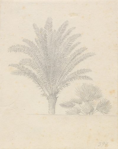 Pálmafa és levél csoport alkotó: Christoffer Wilhelm Eckersberg