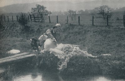 Birkanyírás, 1910 alkotó: C. Reid