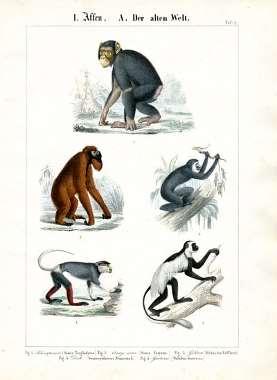  alkotó: C. Roth