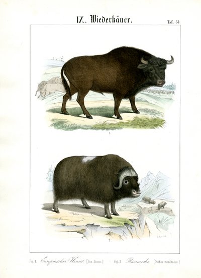  alkotó: C. Roth