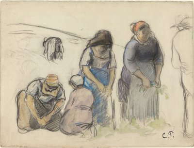 Borsóbetakarítók [recto] alkotó: Camille Pissarro