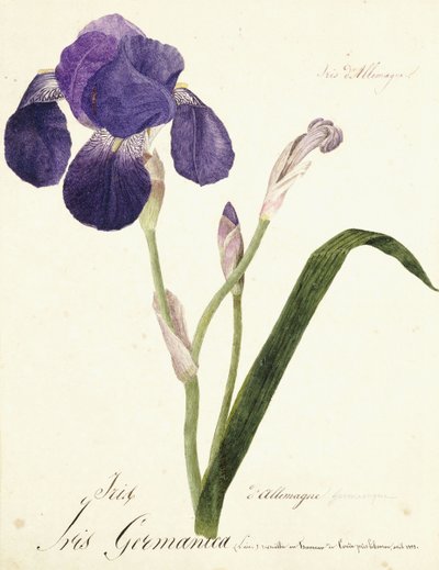 német írisz; Iris Germanica, c. 1815-1851 alkotó: Capitaine Pelletier