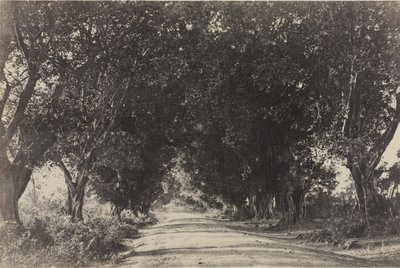 A Banyan Trees sugárútja, Sheringham, India alkotó: Captain Linnaeus Tripe