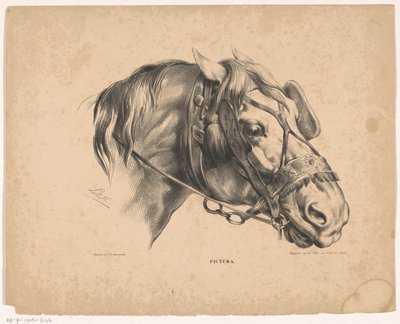 Lófej kantárral Pictura (sorozat címe az objektumon) alkotó: Carel Christiaan Antony Last