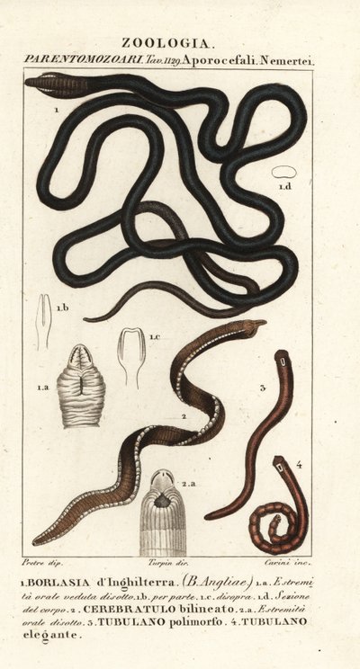 Csizmás féreg, Lineus longissimus 1, Borlasia angliae 1, orrféreg, Cerebratulus bilineatus 2, Cerebratulus bilineatus 2, szalagféreg, Tubulanus polimorphus 3, Tubulanus elegans 4 alkotó: Carini Carini