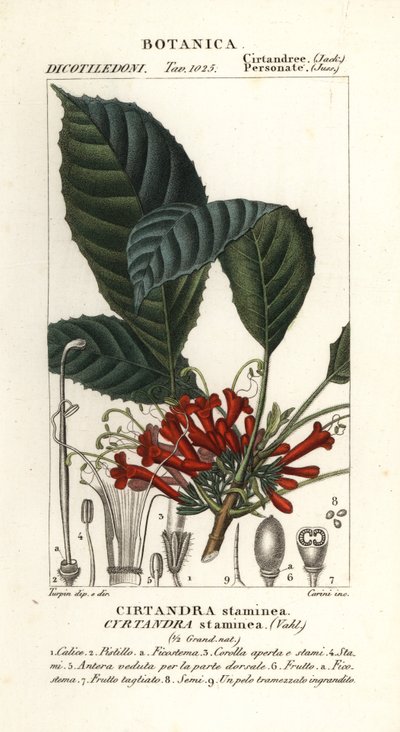 Cyrtandre növény, Cyrtandra staminea, Cirtandra staminea alkotó: Carini Carini