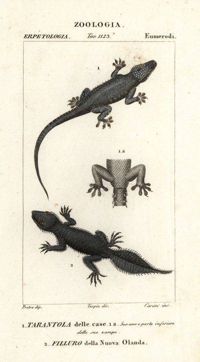Házi gekkó, Hemidactylus frenatus 1 és szélesfarkú gekkó, Phyllurus platurus 2 alkotó: Carini Carini