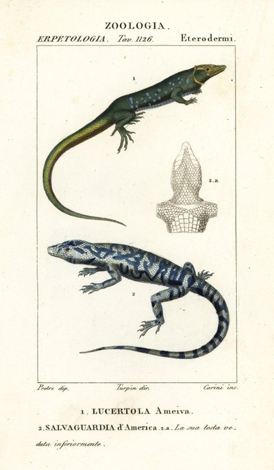 Jungle-runner, Ameiva ameiva,, Lucertola ameiva 1 és arany tegu, Tupinambis teguixin, Amerika Védelme alkotó: Carini Carini