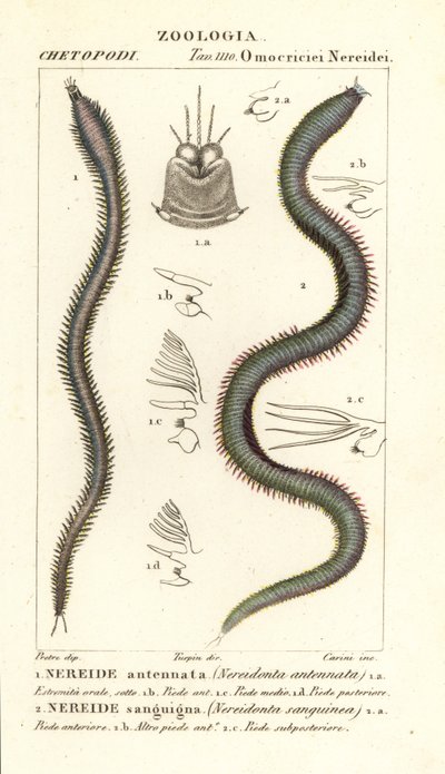 Leodice antennata, Nereidonta antennata 1 és Eunice sanguinea, Nereidonta sanguinea 2 alkotó: Carini Carini