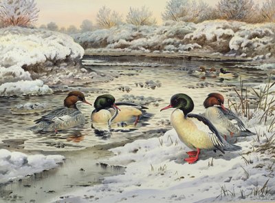 Goosanders alkotó: Carl Donner