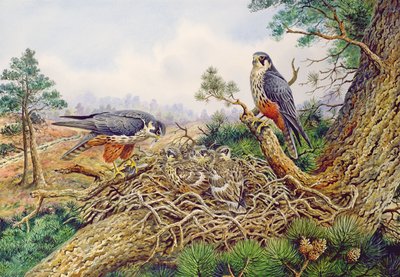 Hobbi a fészkükben alkotó: Carl Donner