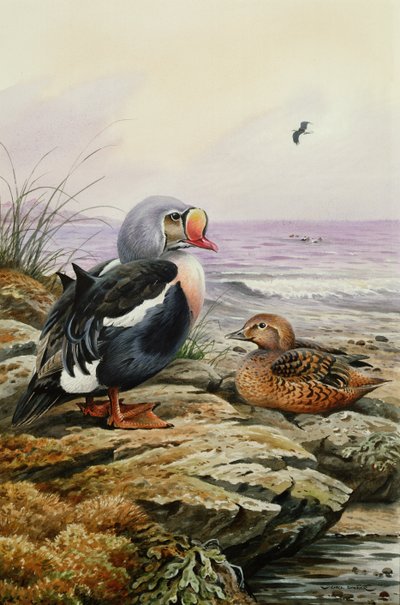 King Eider (WC) alkotó: Carl Donner