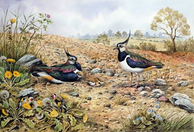Cicás család aranypintyekkel alkotó: Carl Donner