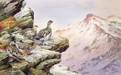 Ptarmigan a magas tetején alkotó: Carl Donner