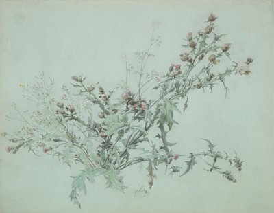 Tanulmány egy virágzó bogáncsról, 1846. alkotó: Carl Georg Anton Graeb