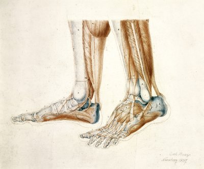 Férfi láb anatómiai rajza, 1837 (fekete és piros kréta papíron) alkotó: Carl Haag