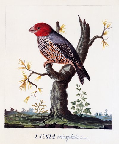 Loxia erythrocephala (Amadina erythrocephala), Red-headed Finch, watercolour alkotó: Carl Linnaeus