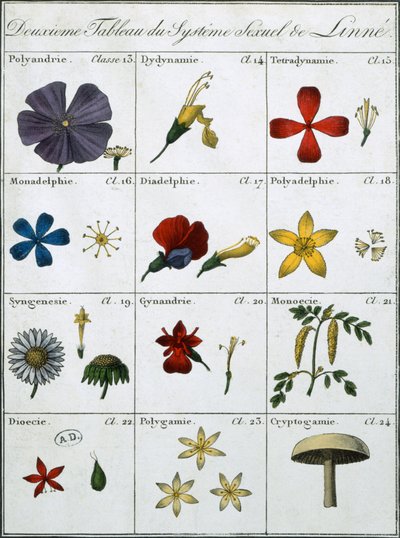 A Linnean Plant Ixual System második táblázata alkotó: Carl Linnaeus