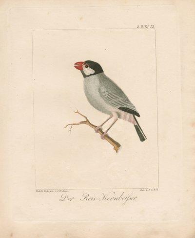 A jávai rizspinty (kézzel színezett litográfia) alkotó: Carl Wilhelm Hahn