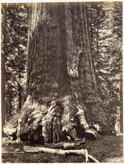 A Grizzly óriás bázisa, a Yosemite könyvből: Josiah Dwight Whitney (1819) A Yosemite-völgy és a szomszédos Sierra Nevada régió, valamint Kalifornia nagy fáinak leírása alkotó: Carleton E. Watkins