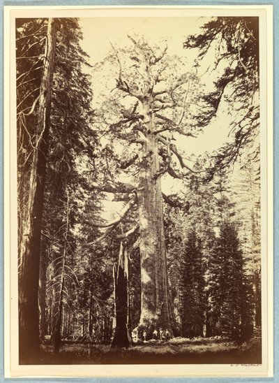 A Grizzly óriás, Mariposa Grove, Yosemite alkotó: Carleton E. Watkins