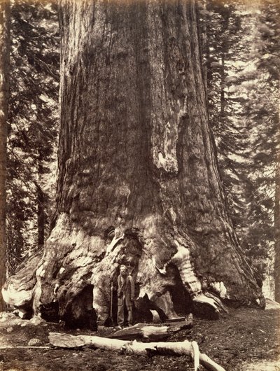 A Grizzly óriás bázisa, Óriás Sequoia fa, Yosemite, Kalifornia, 1868 alkotó: Carleton Emmons Watkins