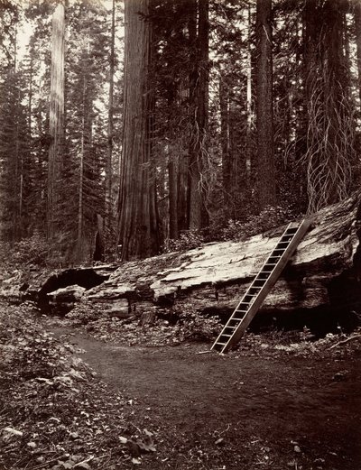 Erdő apja, 1865-66, nyomtatott kb. 1876. alkotó: Carleton Emmons Watkins