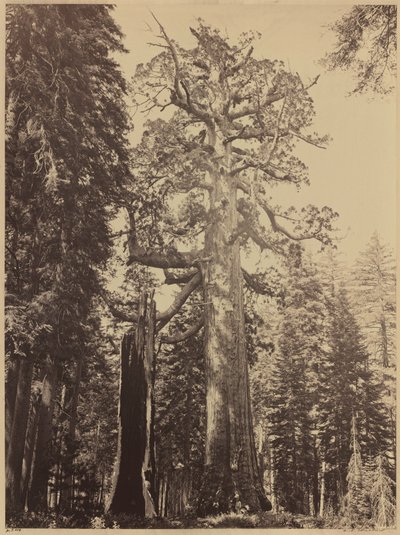 Grizzly óriás, Mariposa Grove,1861 (fotó) alkotó: Carleton Emmons Watkins