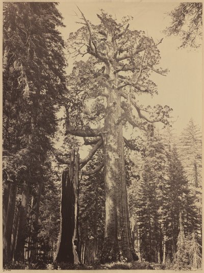 Grizzly Giant, Mariposa Grove, 1861. alkotó: Carleton Emmons Watkins