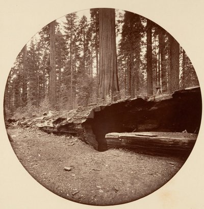 Mammoth Three Grove Hotel Calaveras Co., kb. 1878. alkotó: Carleton Emmons Watkins