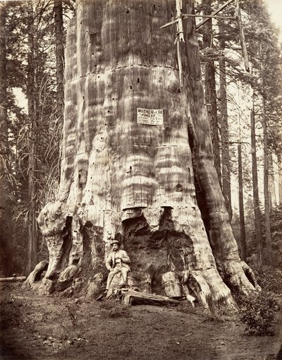 Erdő anyja, 1865-66, nyomtatott kb. 1876. alkotó: Carleton Emmons Watkins