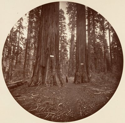 Egyik sem, kb. 1878. alkotó: Carleton Emmons Watkins
