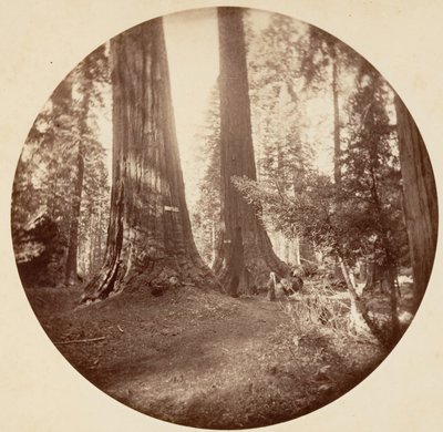 Old Dominion és Tom bácsi kocsmája. Calaveras Grove, kb. 1878. alkotó: Carleton Emmons Watkins
